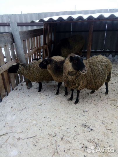 Овцы романовской породы