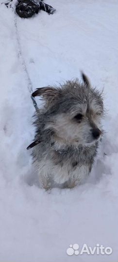Собаки бесплатно в добрые руки