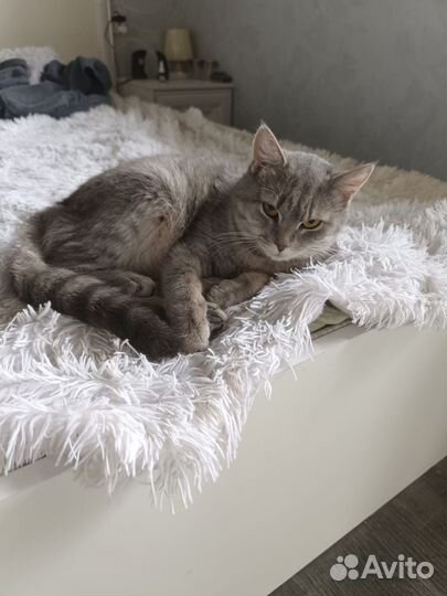 Кошка в дар