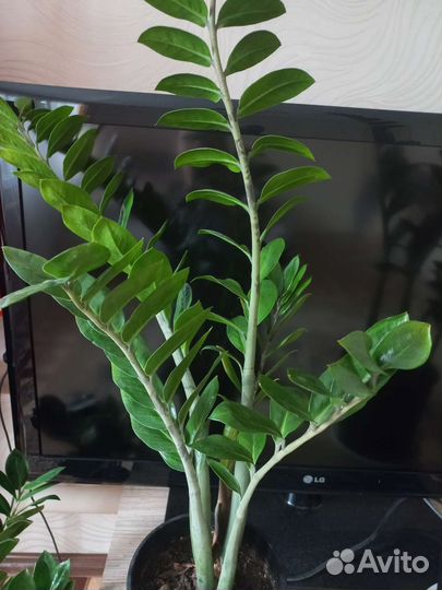 Замиокулькас