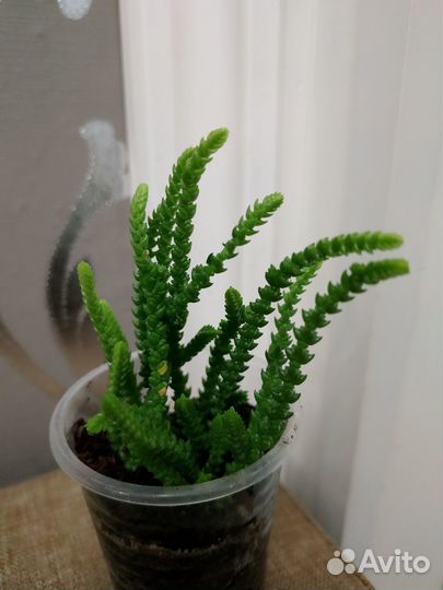 Суккуленты