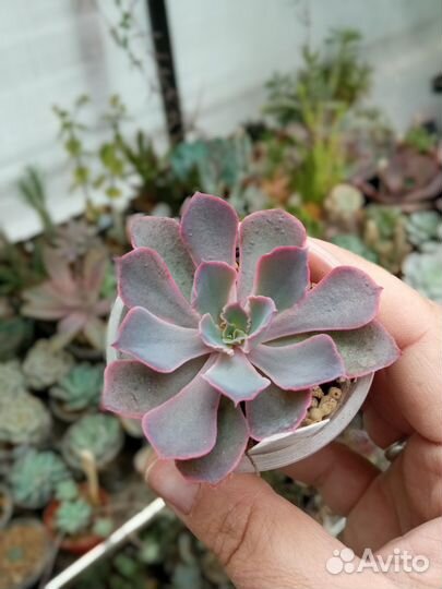 Эхеверия суккуленты