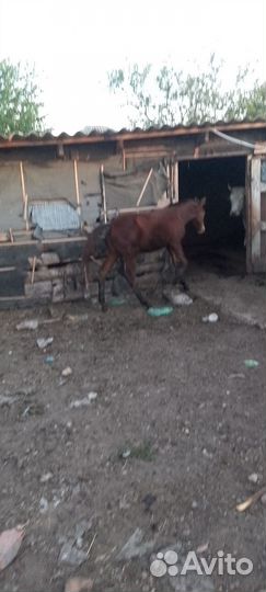 Полу кровый жеребёнок