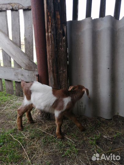 Нубийские козлики