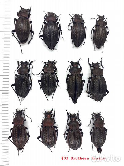 Сухие насекомые для пособий, коллекций, сувениров