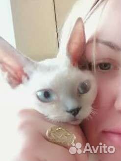 Кошка девон рекс