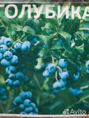 Голубика саженцы