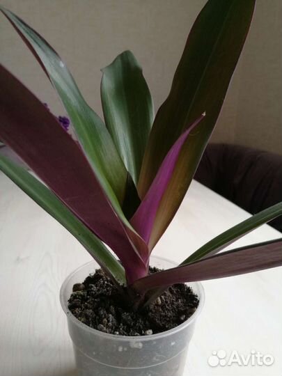 Рео (Ладья Моисея)