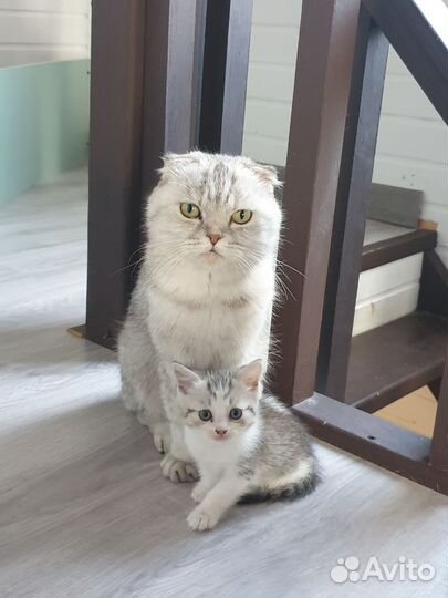 Шотландские котята
