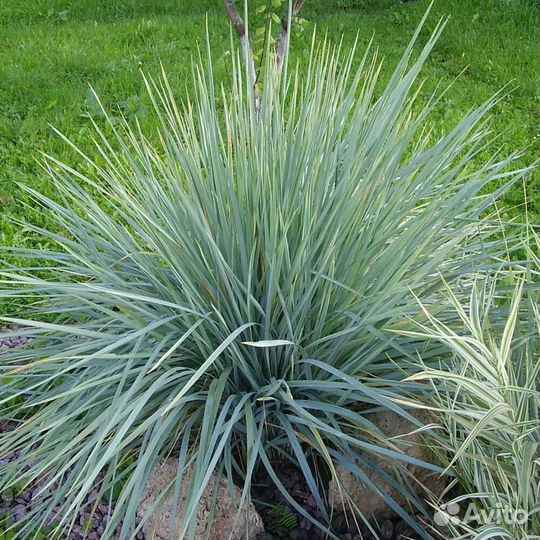 Элимус песчаный