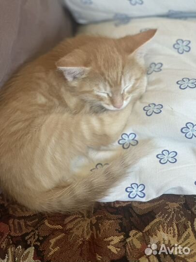 Кот