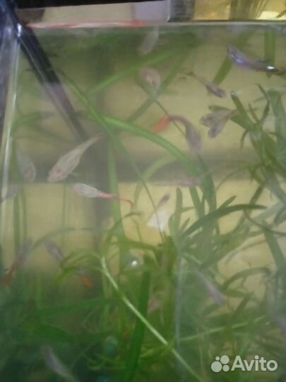 Аквариумные растения, камни