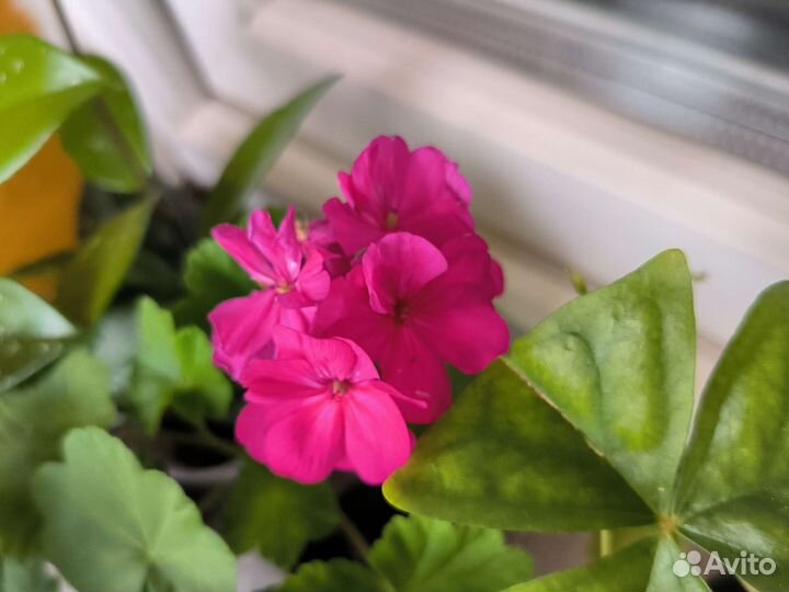 Пеларгония герань