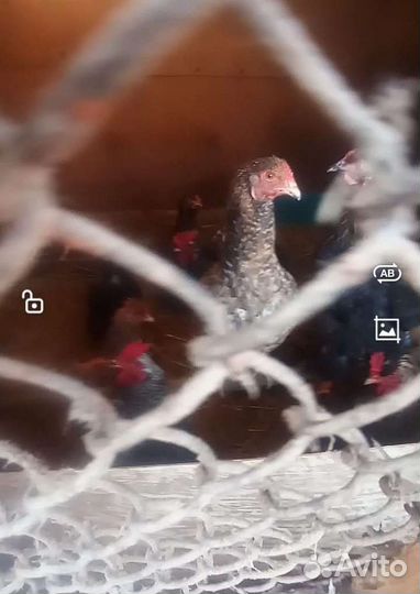 Продам мясо бройлера домашнее