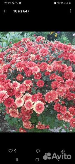 Хризантемы, вербейники