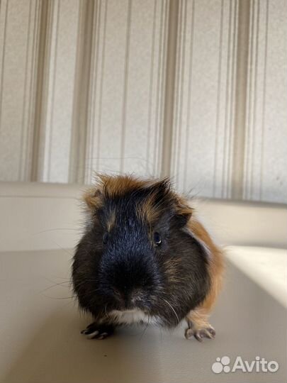 Морская свинка