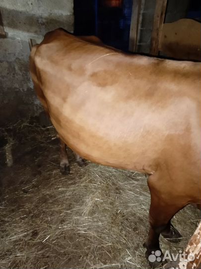 Продается корова. Шестым отёлом. Молоко вкусное