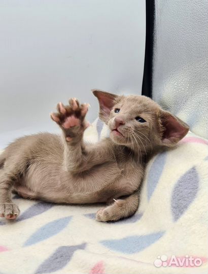 Ориентальные котята экстрим