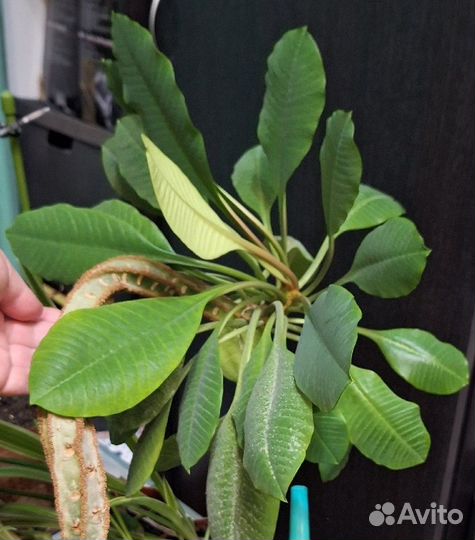 Молочай беложильчатый