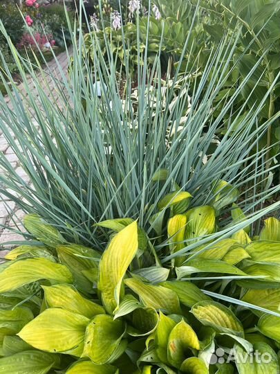 Спирея голден принцесс, колосняк песчаный