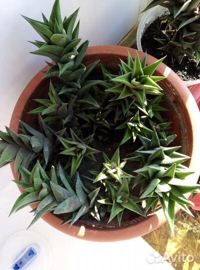 Хавортия извилистая