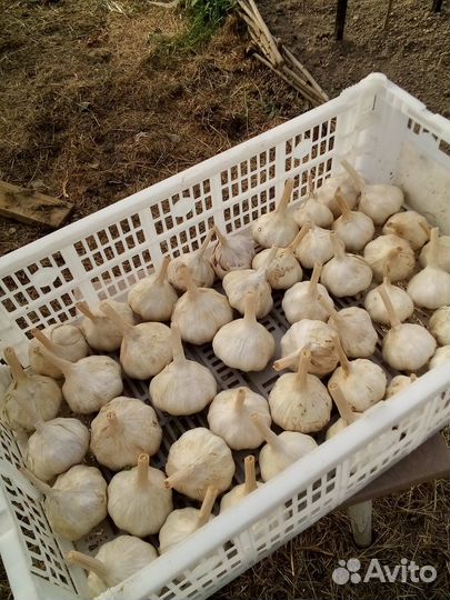 Яровой чеснок