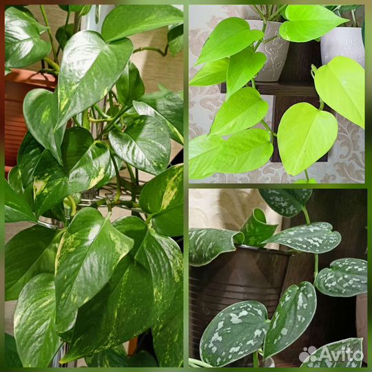 Сциндапсусы