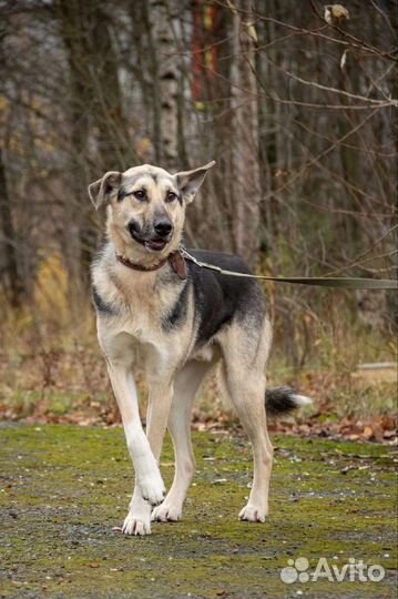 Собака в добрые руки