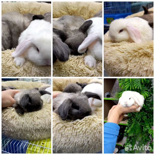 Карликовый вислоухий кролик