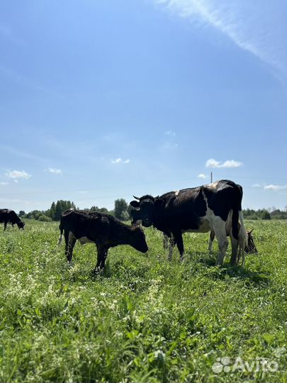 Коровы дойные молочные