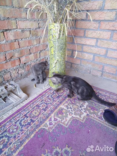 Котята в добрые руки бесплатно