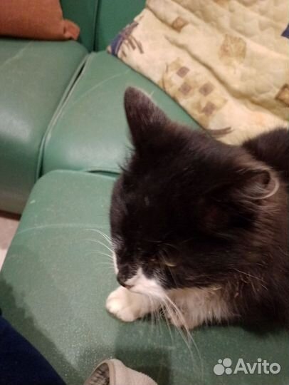 Пришёл кот,очень добрый и ласковый. Меньше года