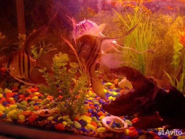 Украшение для аквариума