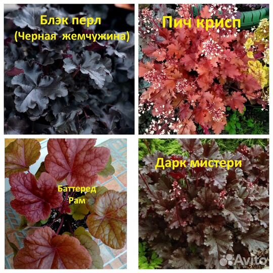 Гейхеры гибридные и др. многолетники