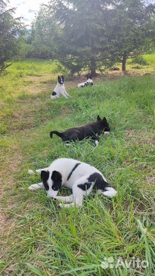 Осталась одна девочка