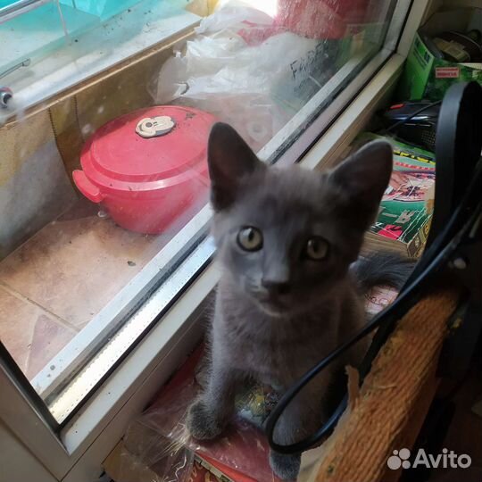 Котёнок в хорошие руки