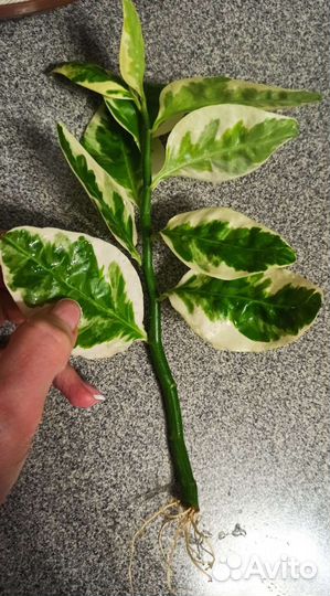 Пуансеттия, традесканция, гибискус, филодендрон