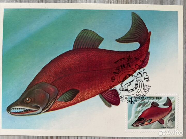 Картмаксимум