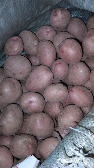 Картофель на посадку