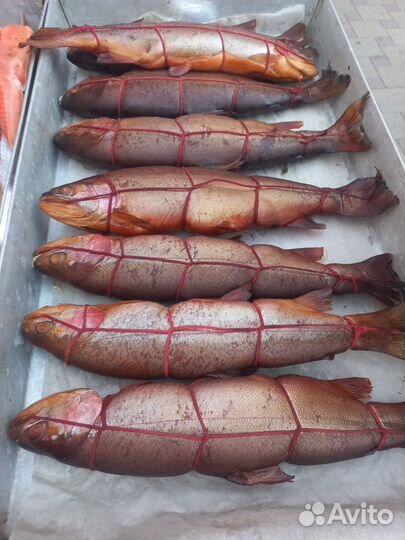 Форель х/к г/к в наличии