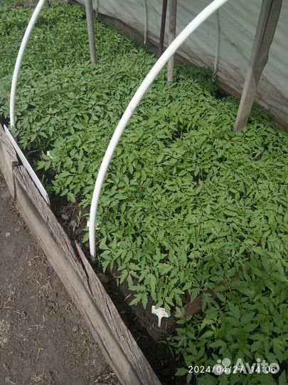 Рассада помидор