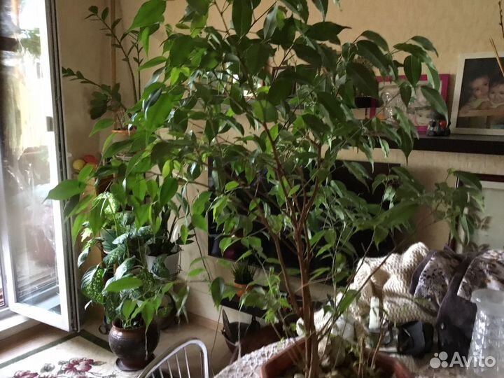 Бенджамина фикус