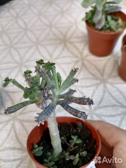 Адромискус, Толстянка, Алоэ, Сансевиерии, Зензи