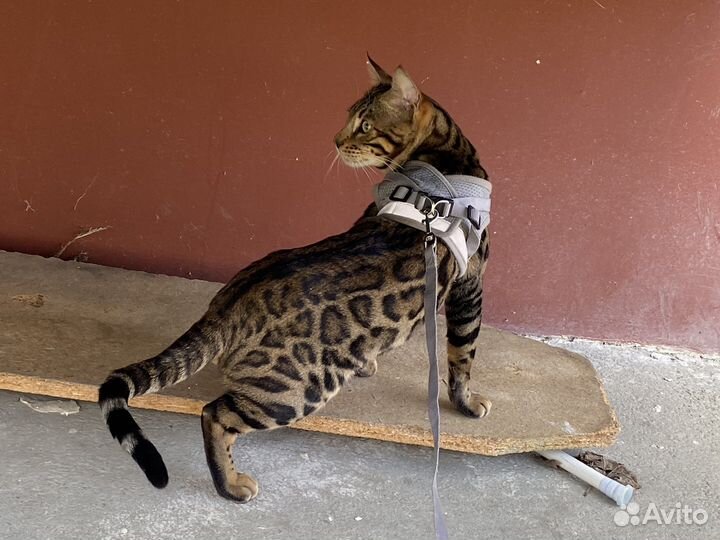 Свести кота