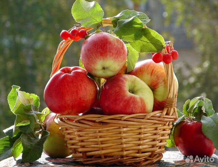 Разнорабочие на сбор яблок, вахта от 15 смен