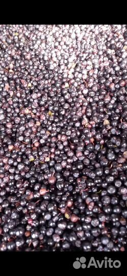 Черника свежая