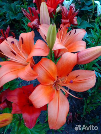 Лилии, лилейник, хоста, примула, пион