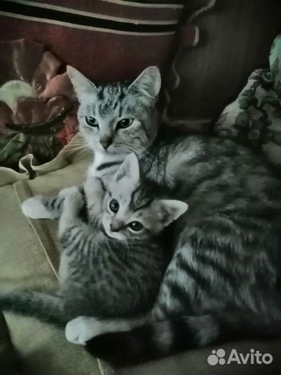 Прелестный малыш-котенок в добрые руки