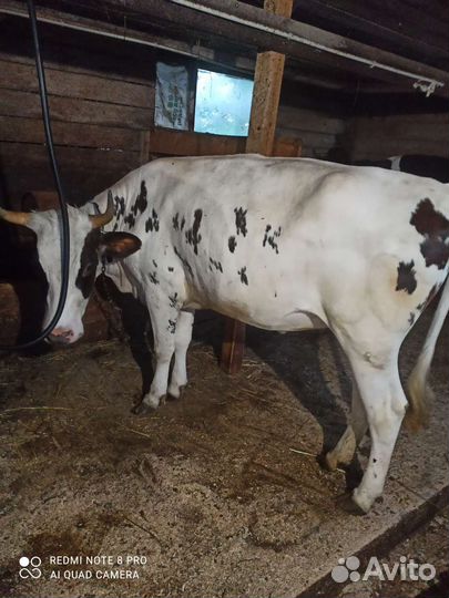 Продается телка