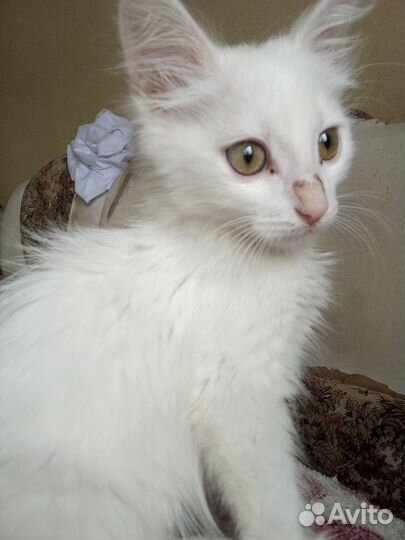 Котята в добрые руки даром бесплатно